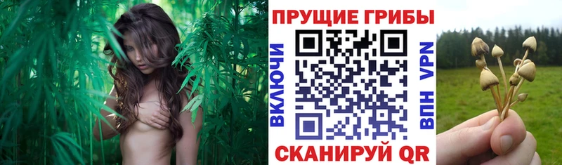 купить закладку  Воскресенск  Псилоцибиновые грибы Psilocybine cubensis 